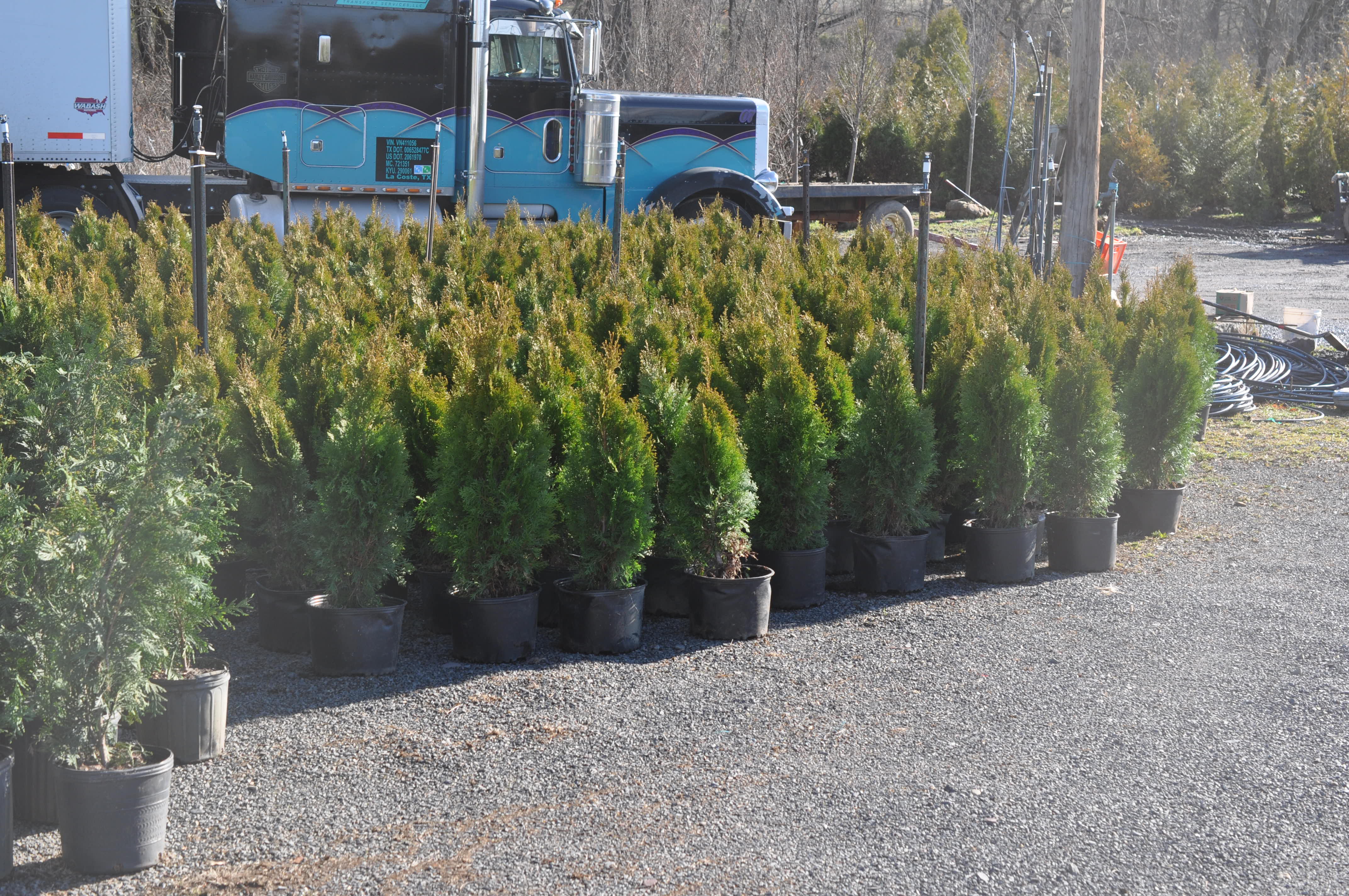 These are easy to transplant..We must sell 3000 of these arborvitae as some of our fields have been sold 
